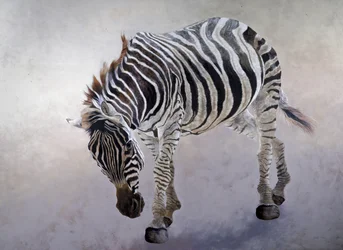 Equus burchelli 2, 2010