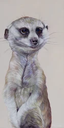 Erdmännchen 1, 2009