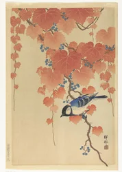 Tannenmeise auf einem Paulownia-Zweig