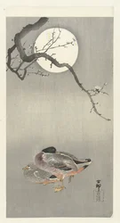 Enten bei Vollmond