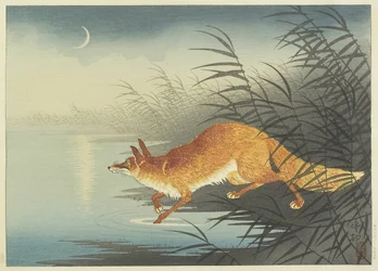 Fuchs am mondbeschienenen Wasser