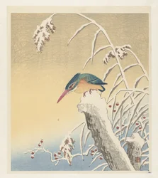 Eisvogel im Schnee