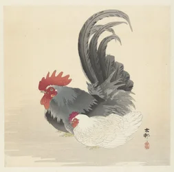 Huhn und Hahn
