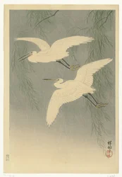 Kleine Silberreiher im Flug