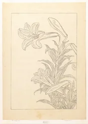 Lilien