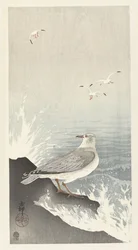 Möwe auf Felsen