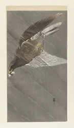 Abwärts fliegender Adler