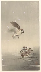 Haussperling mit Jungen