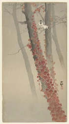 Roter Efeu