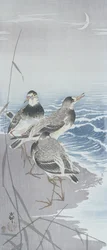 Drei Sandpiper am Wasser vor Schilf (Farbholzschnitt)