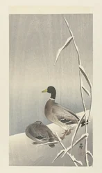 Zwei Enten auf verschneitem Schilf