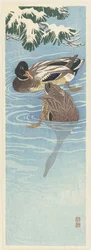 Zwei Wildenten im Wasser