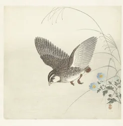 Fliegende Wachtel