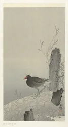 Teichhuhn