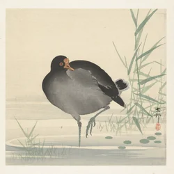 Wasserhuhn