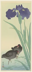 Teichhühner und Iris