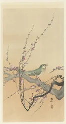 Singvogel und Pflaumenblüte