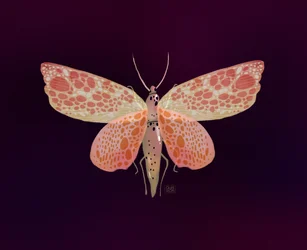 Rosa-orange gefleckter Falter