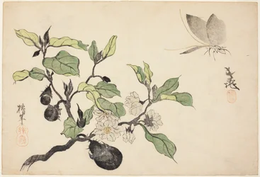 Aubergine mit Früchten und Blumen
