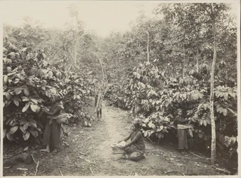 Frauen bei der Arbeit auf einer Plantage in Niederländisch-Indien