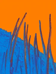 Blaue Kakteen, orangefarbener Himmel