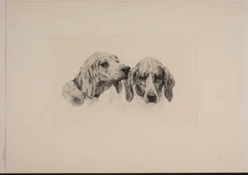 Zwei Hundeköpfe