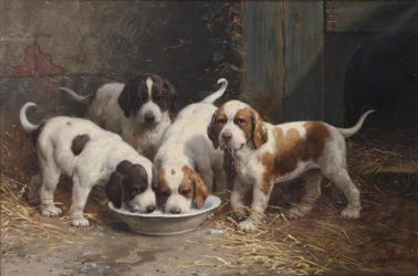 Bernhardinerwelpen trinken Milch