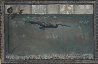 Tauchender Kormoran, 1900