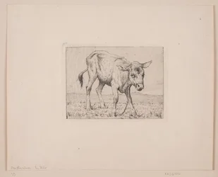 Ein Kalb