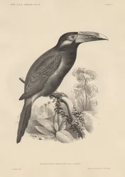 Selenidera Spectabilis, Lithographie von Bowen und Co., 1850