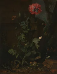 Stillleben mit Mohn, Insekten und Reptilien, ca. 1670.