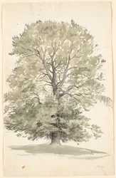 Ein großer Buchenbaum mit grünem Laub