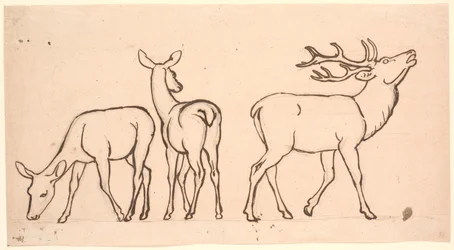 Hirsche und zwei Hirschkühe