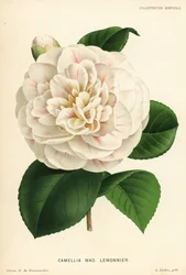 Camellia hybrid, Madame Lemonnier, Camellia japonica. Chromolithographie von P. de Pannemaeker aus Jean Lindens l
