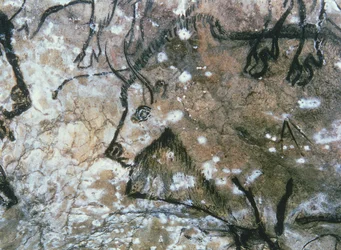 Verletzter Stier, Felsmalerei, Magdalénien