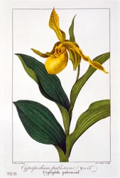 Cypripedium, veröffentlicht 1836