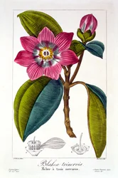 Melier, veröffentlicht 1836
