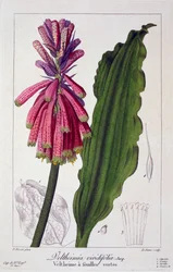 Veltheimia viridifolia, veröffentlicht 1836