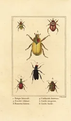 Dytiscus bimaculatus 1, Skarabäus 2, Maikäfer, Melolontha melolontha 3, Weichkäfer 4, Carabus sexpunctatus 5 und Omophron limbatum 6