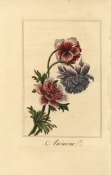 Hybride Anemonen-Mohnblume, Anemone coronaria