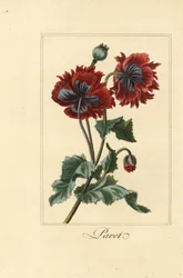 Hybride Mohnsorte, pavot, Papaver rhoeas