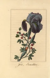 Iris, Iris germanica, und Mimose, Mimosa pudica