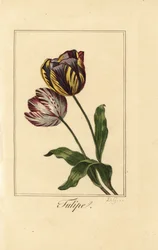 Tulpenarten, Tulipa gesneriana