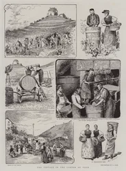 Die Weinlese im Kanton Waadt