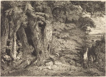 Eingang zum Wald