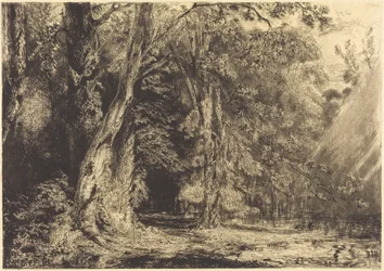 Überschwemmung im Wald der Île Séguin