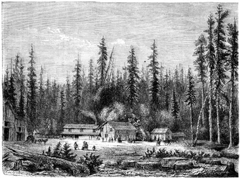 Riesenmammutbaumwald, Kalifornien, 19. Jahrhundert