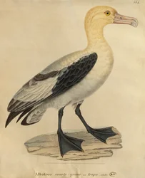 Albatros mit kurzem Schwanz (Farbstich)