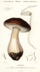 Steinpilz, Boletus edulis (Gravur)
