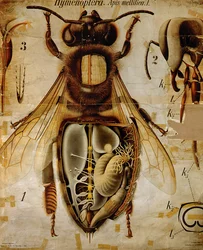 Anatomie der Honigbiene, Nr. 13, Pfurtschellers Zoologische Wandtafel